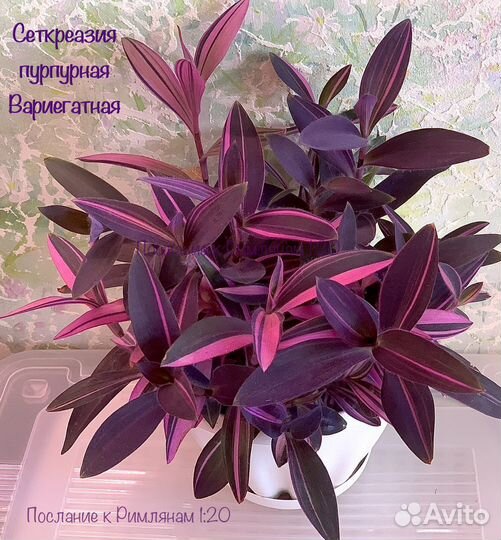 Традесканция(правый и левый берег)