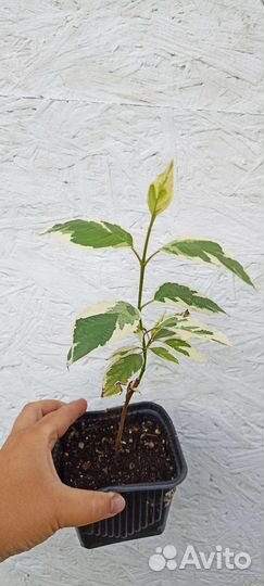 Дерен белый Элегантиссима
