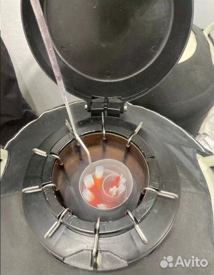 Семя барана производителя