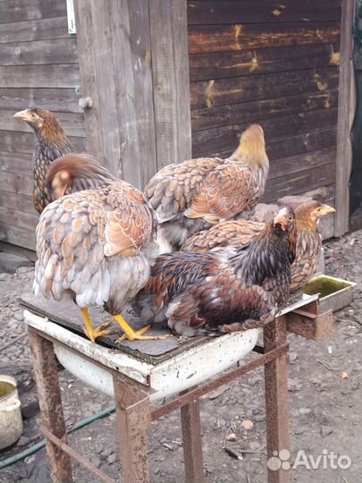 Цыпленок породы Виандот. Вывод 5.04