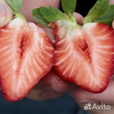 Рассада ремонтантной клубники 4 сорта зкс доставка