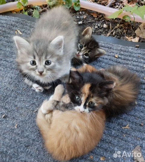 Котята в добрые руки бесплатно