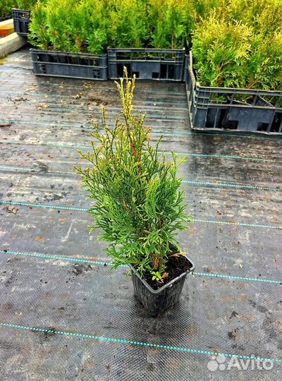 Саженцы Туи Смарагд опт