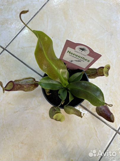 Непентес хищник