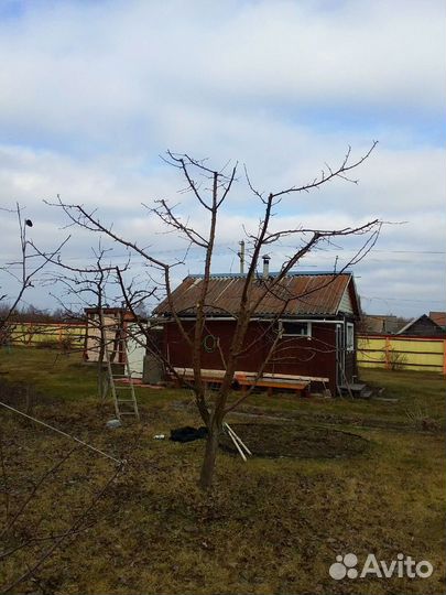 Профессиональная обрезка плодовых деревьев.Коломна