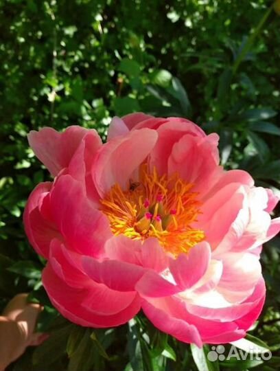 Пионы сортовые