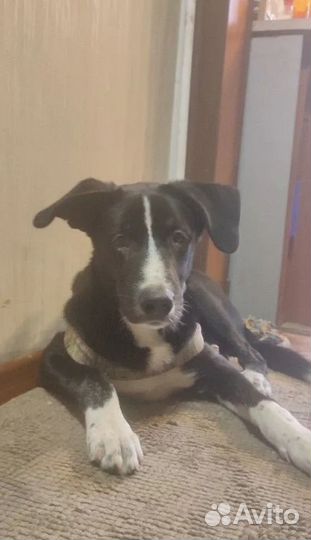 Выброшен домашний щенок ищет дом или передержку