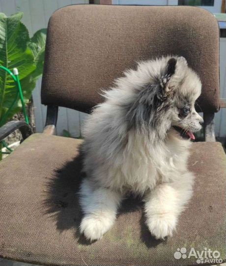 Померанский шпиц