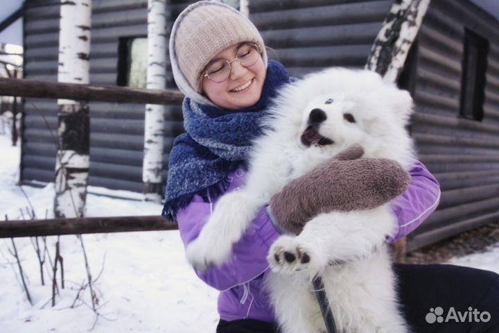 Катание на собачьих упряжках
