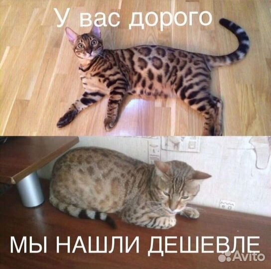 Бенгальские котята