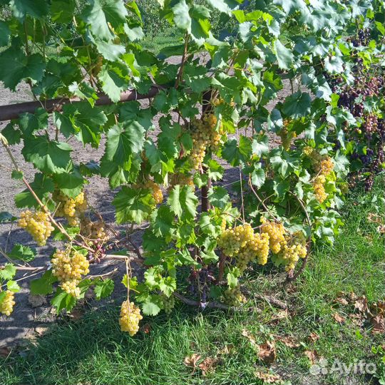 Саженцы винограда зкс