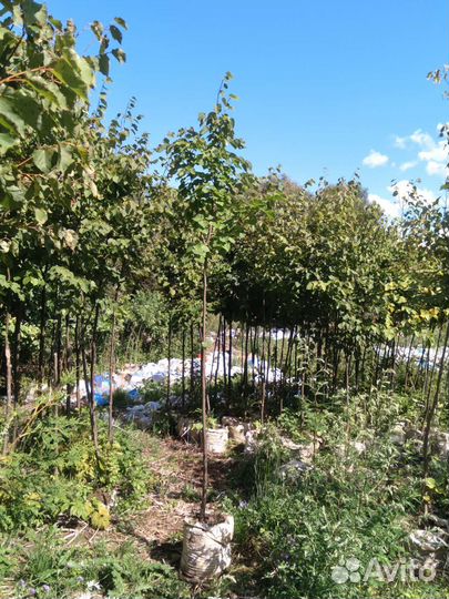 Сеянцы и саженцы