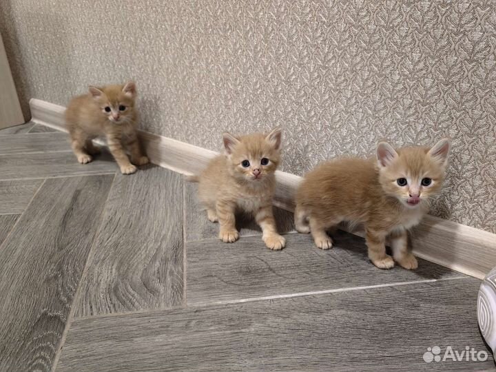 Котята в добрый и ласковые руки