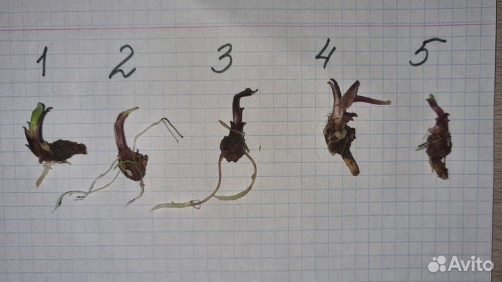 Алоказия блек стэм вар