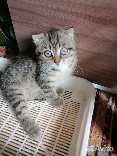 Котенок вислоухий