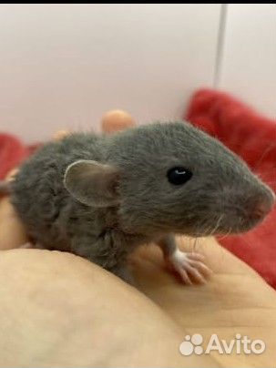 Крысята, Дамбо, из питомника sweet rat