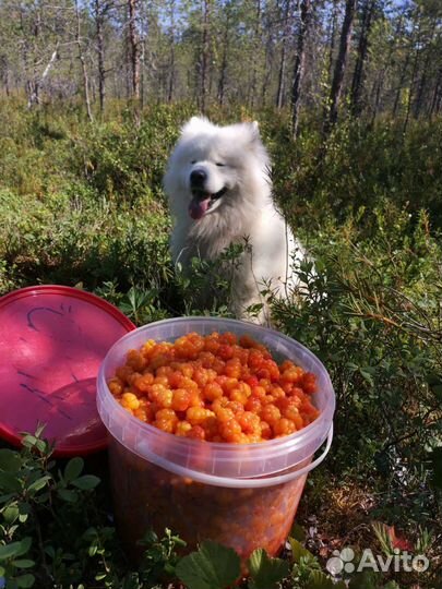 Морошка свежая