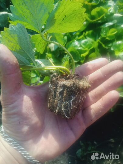 Рассада клубники