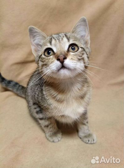 Котёнок девочка полосатик