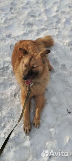 Молодой пёс Ян в добрые руки