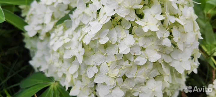 Гортензия. Букет под заказ