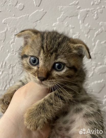 Вислоухий тигровый мальчик британец