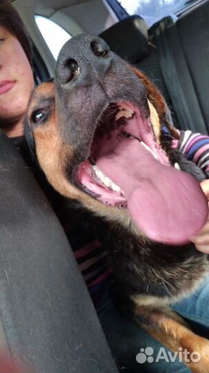 Прекрасный умный пёс Майло ищет Хозяина и Друга