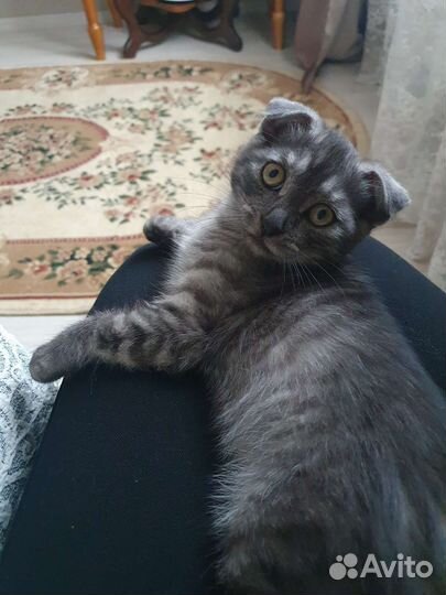 Шотландская вислоухая кошка бесплатно