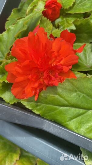 Бегонии клубневые