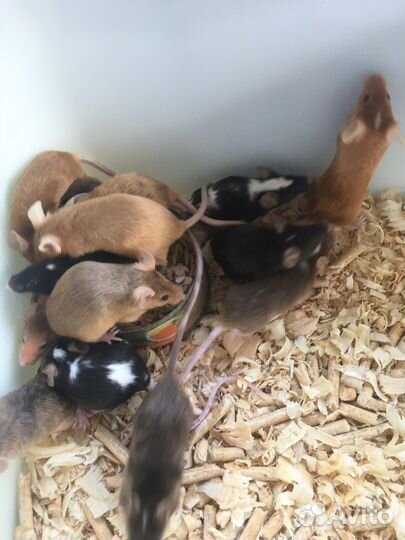 Мышь кормовая,сатиновая