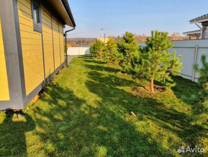 Рулонный газон из собственного питомника