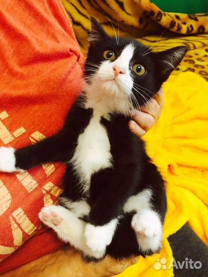 Ласковая красотка в добрые ручки