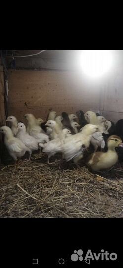 Цыплята подрощенные