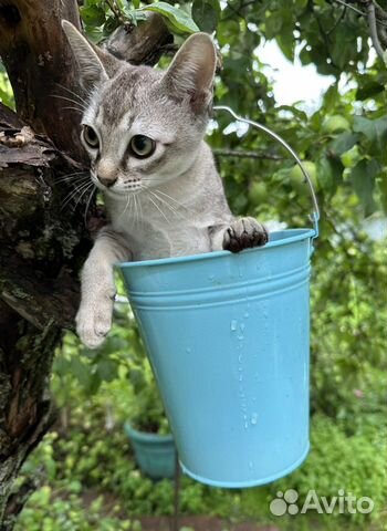 Сингапурский котенок мальчик объявление продам