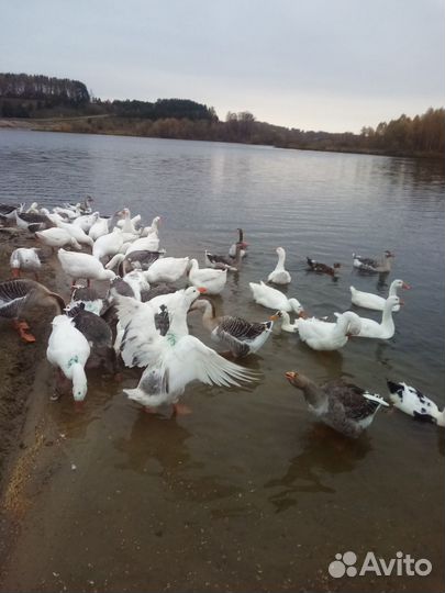 Продажа гуси утки на мясо и на племя