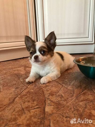 Мальчик д.ш чихуахуа