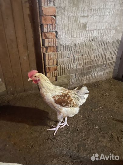 Продам петуха
