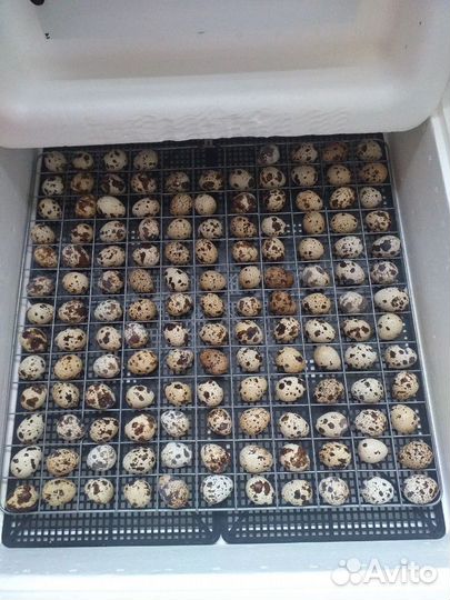 Перепела / Яйцо инкубационное