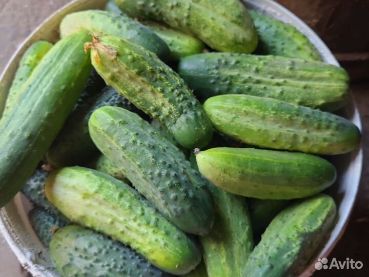 Огурцы свежие домашние