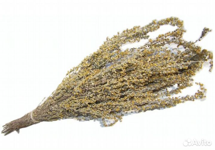 Полынь горькая