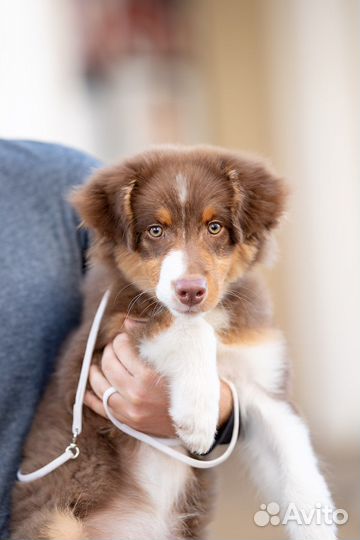 Кобель аусси 5 мес