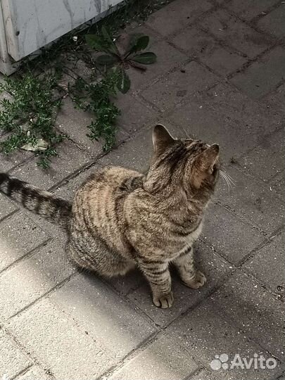 Ласковая кошка