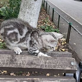 Котята в добрые руки даром бесплатно