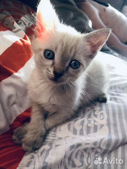 Котята в добрые руки бесплатно мальчик