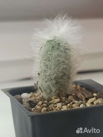 Кактусы эспостоа ланата и Эхинопсис