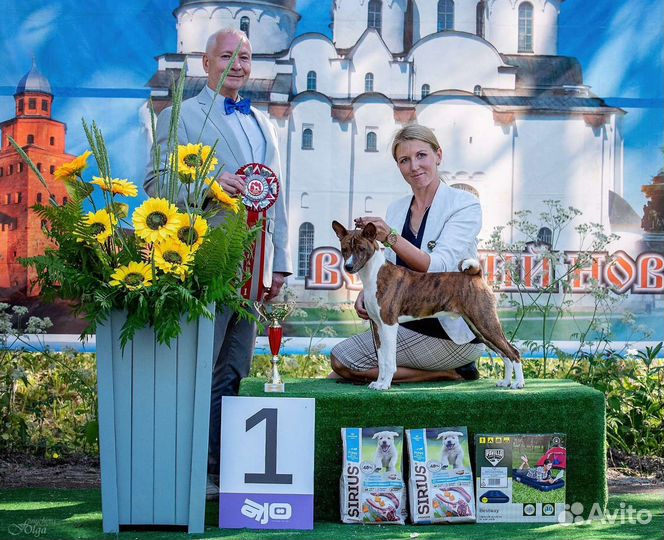 Щенки басенджи