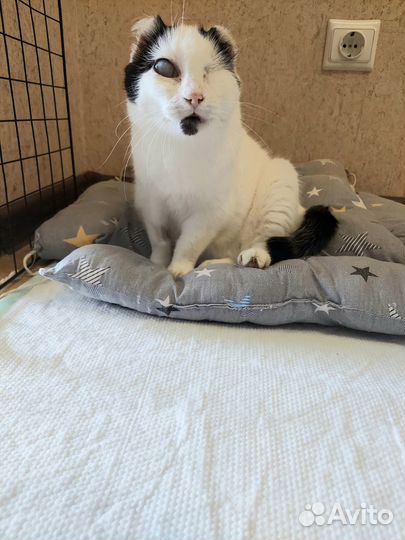 Кошечка в добрые руки