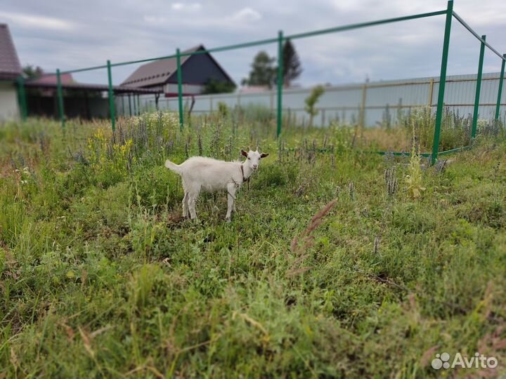 Козлик и козочка зааненские