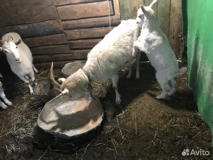 Коза дойные