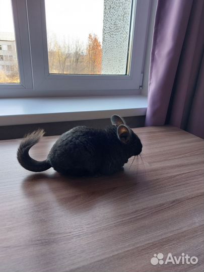 Продам шиншиллу